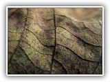 Leaf Porn #16