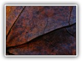 Leaf Porn #25