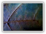Leaf Porn #6