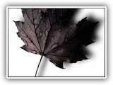 Leaf Porn #3