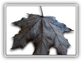 Leaf Porn #1