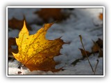 Leaf Glow #52